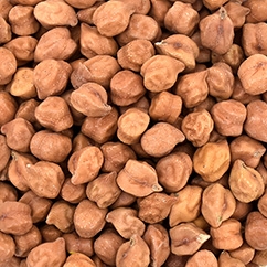 Desi Chickpea10 15