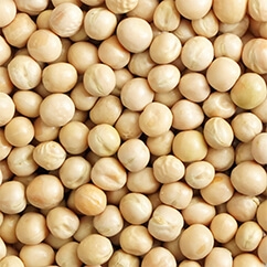 Yellow Pea10 30