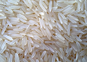 basmati rice 1509 1