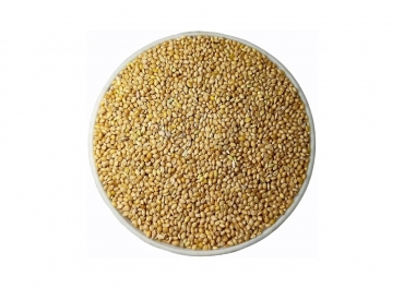 yellow millet kangni
