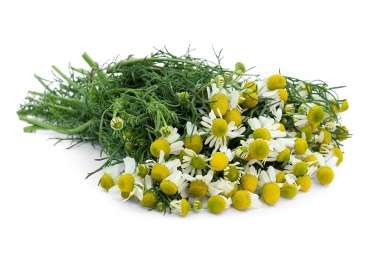 chamomile