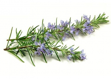 rosemary